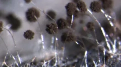 Čo je čierna forma a ako sa s ním vysporiadať?